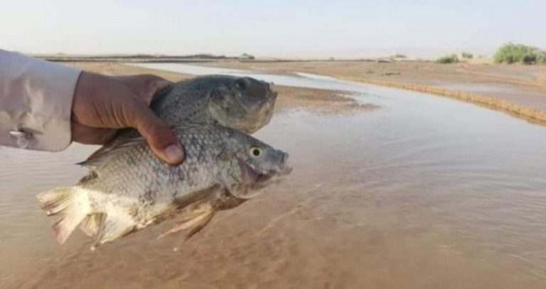 استزراع الأسماك في صحراء الإمارات منظمة الأغذية والزراعة للأمم المتحدة "الفاو"