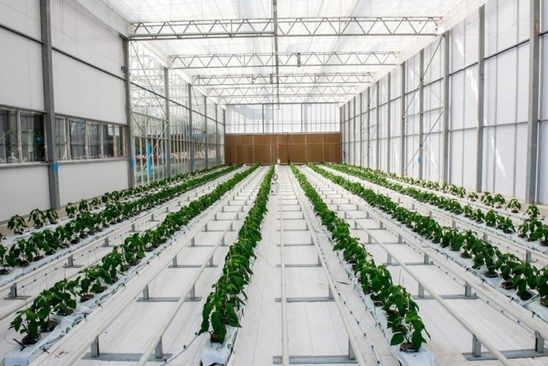 الإمارات تعمل على تبني تكنولوجيا الزراعة الحديثة جانب من أعمال اجتماعات لجنة الأمن الغذائي العالمي