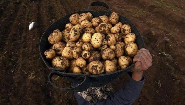 تراجع أسعار البطاطس في مصر 