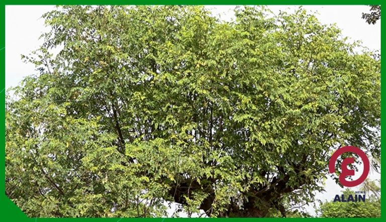 مزارع أشجار المورينجا بمنطقة دراشي 