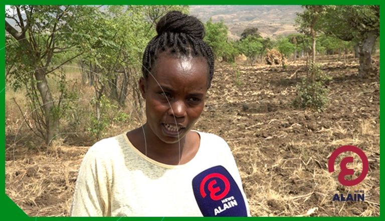 مزارع أشجار المورينجا بمنطقة دراشي 