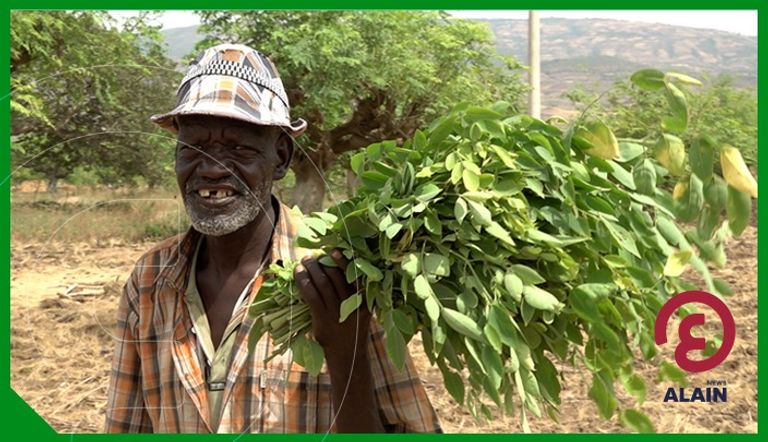 مزارع أشجار المورينجا بمنطقة دراشي 