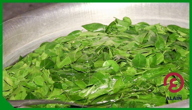 مزارع أشجار المورينجا بمنطقة دراشي 