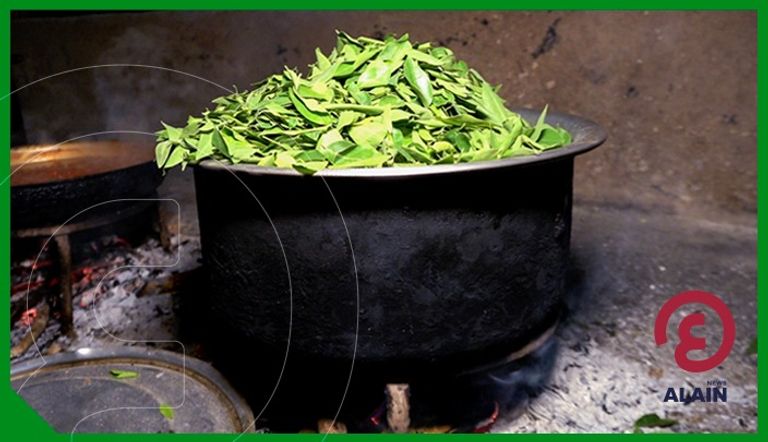 مزارع أشجار المورينجا بمنطقة دراشي 