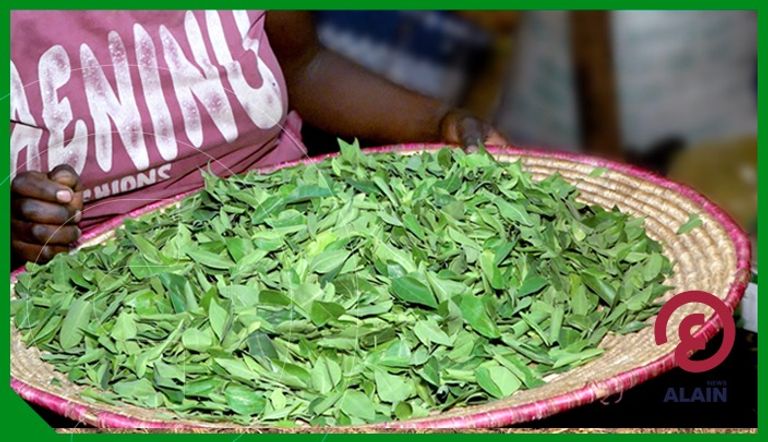 مزارع أشجار المورينجا بمنطقة دراشي