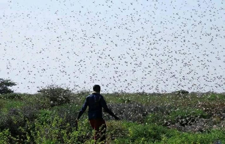 بلاينه نغوسي
