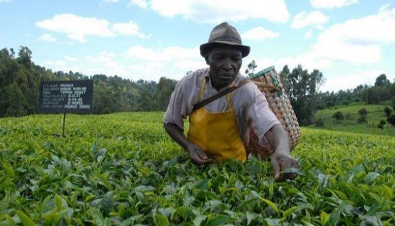كينيا ضمن قائمة أكبر 10 دول منتجة للشاي 