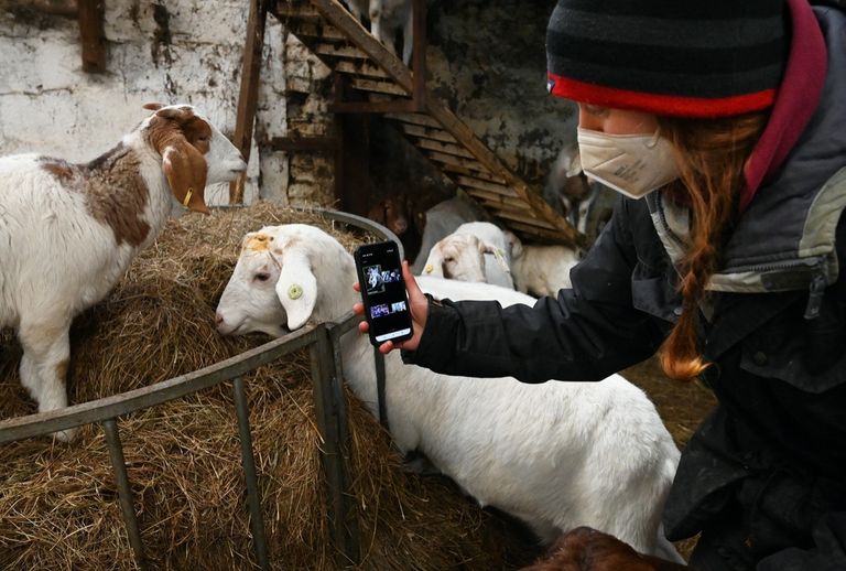 مكالمات الفيديو مع الماعز