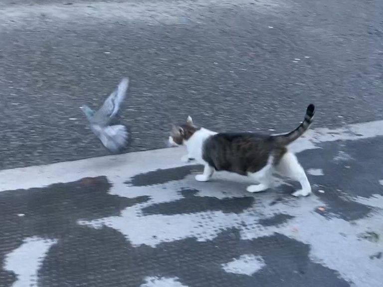 القط لاري صائد الفئران