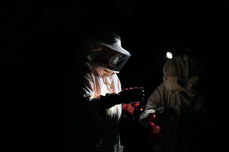 تربية النحل في ساحل العاج