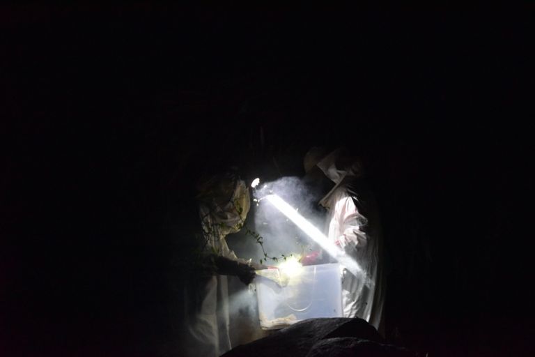 تربية النحل في ساحل العاج