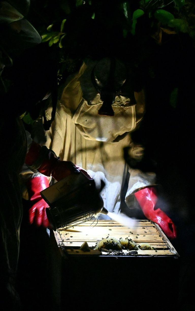 تربية النحل في ساحل العاج