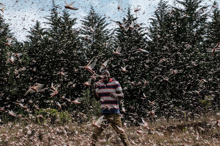 الجراد يدمر كل ما يقع في طريقه من مزروعات