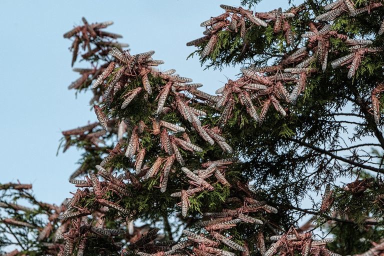 الجراد يدمر كل ما يقع في طريقه من مزروعات