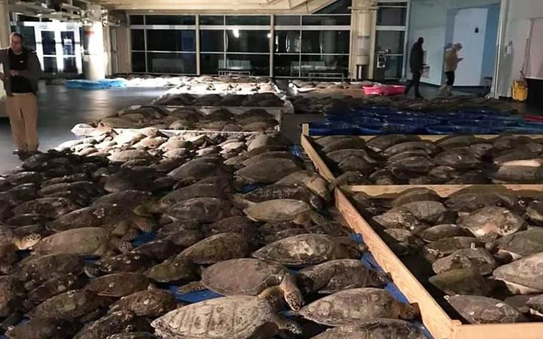 إنقاذ آلاف السلاحف المتجمدة إنقاذ آلاف السلاحف المتجمدة في تكساس