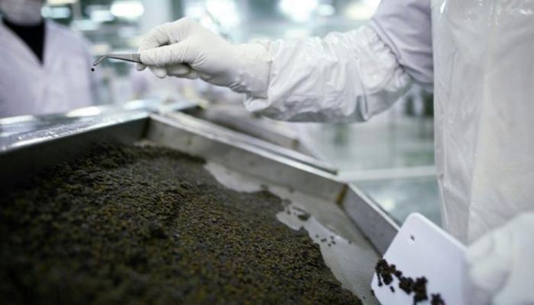 موظفون في شركة صينية يتفحصون بيض الحفشيات المعد للاستخدام في صنع الكافيار 