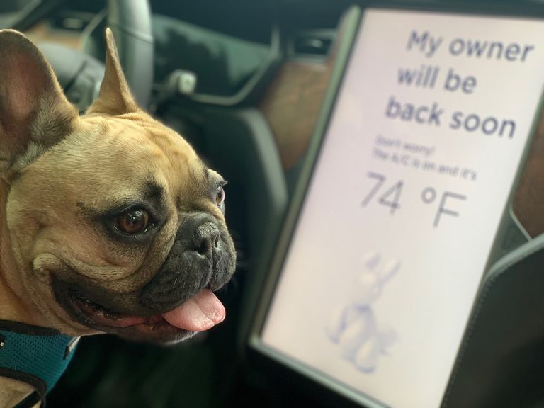 حيوانات أليفة داخل سيارة تسلا مع "وضع الكلب Dog Mode"