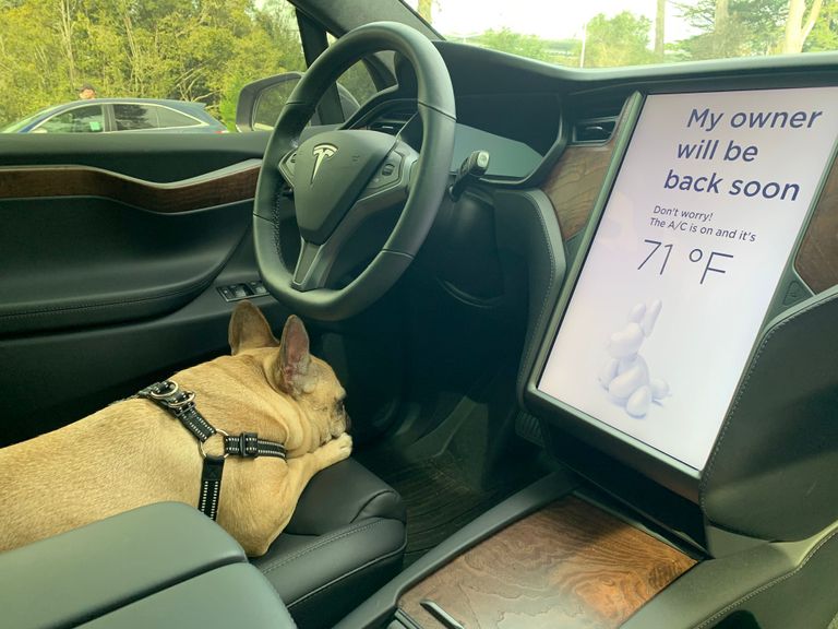 حيوانات أليفة داخل سيارة تسلا مع "وضع الكلب Dog Mode"