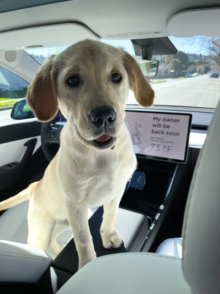 حيوانات أليفة داخل سيارة تسلا مع "وضع الكلب Dog Mode"