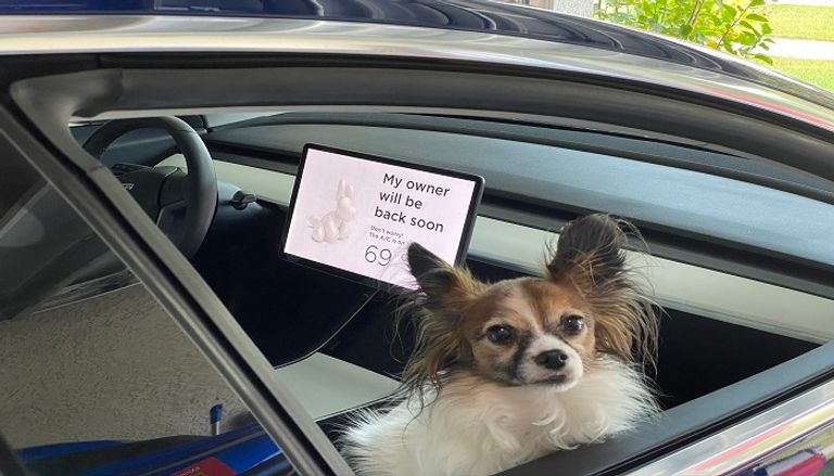 حيوانات أليفة داخل سيارة تسلا مع "وضع الكلب Dog Mode"