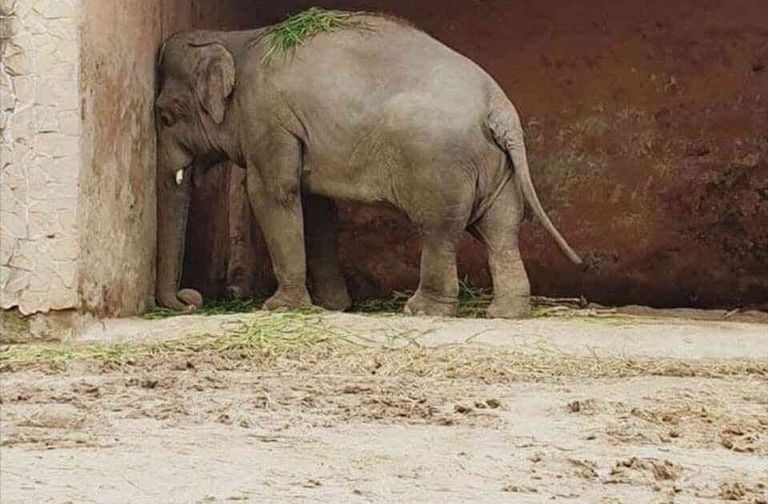 الفيل "كافان" حديقة الحيوانات في إسلام أباد
