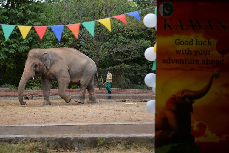 الفيل "كافان" حديقة الحيوانات في إسلام أباد