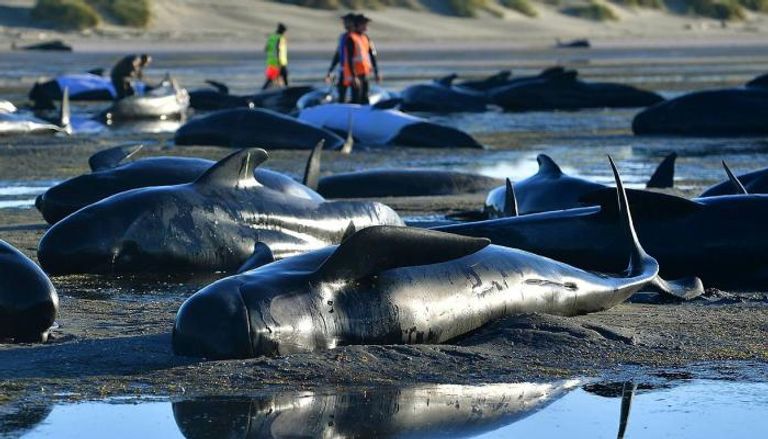 جنوح الحيتان الطيارة في نيوزيلندا