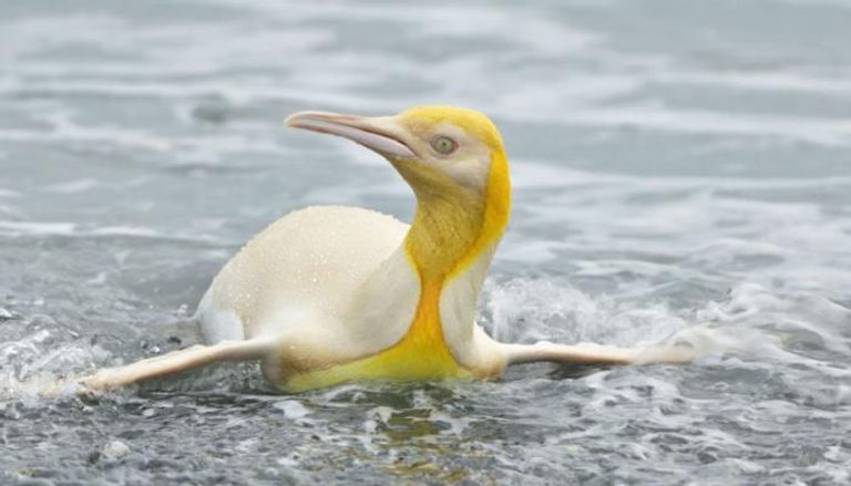 البطريق الأصفر النادر