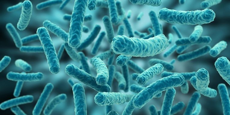 E.coli تعيش التي في أمعاء بكتيريا جواب تنتج الإنسان ماذا تنتج