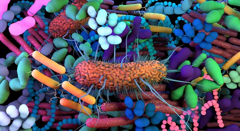تنتج بكتيريا أشير شيا كولاي في امعاء الانسان