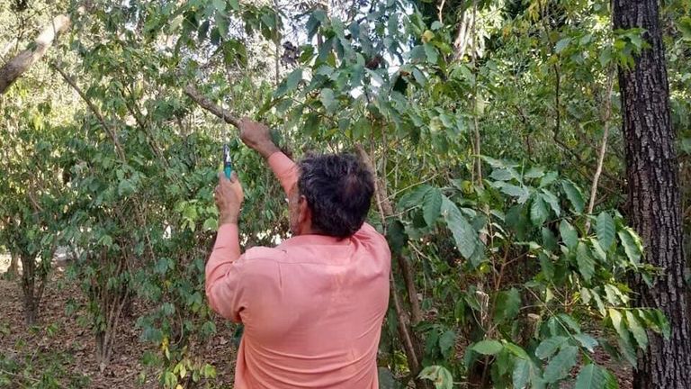 البن هي الشجرة الوطنية التي ارتبطت باليمن منذ مئات السنين