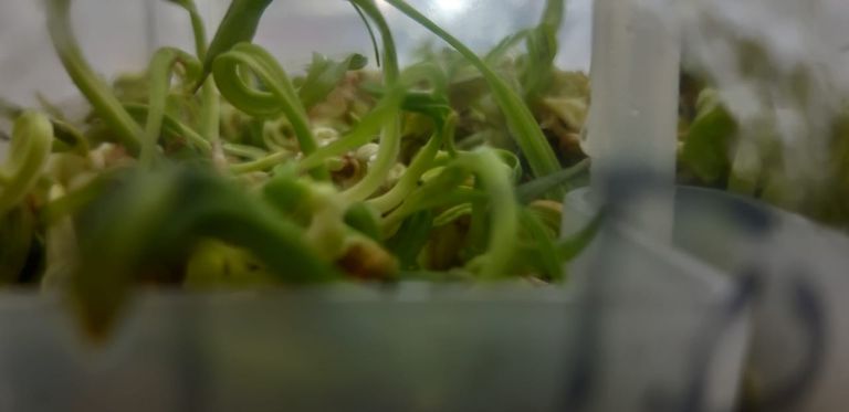 الباحث نقل الجين المقاوم للملوحة إلى نخيل البلح