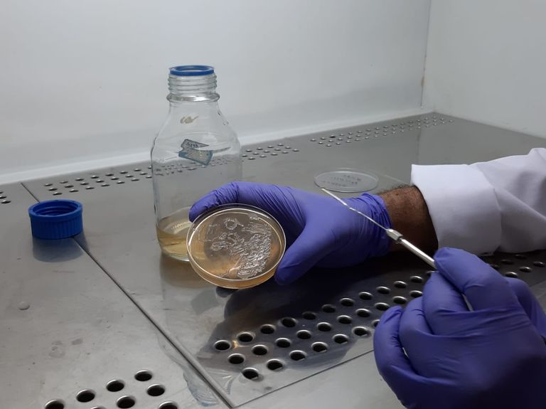 الباحث نقل الجين المقاوم للملوحة إلى نخيل البلح