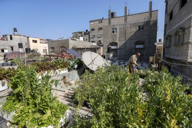 مزرعة على السطح في غزة