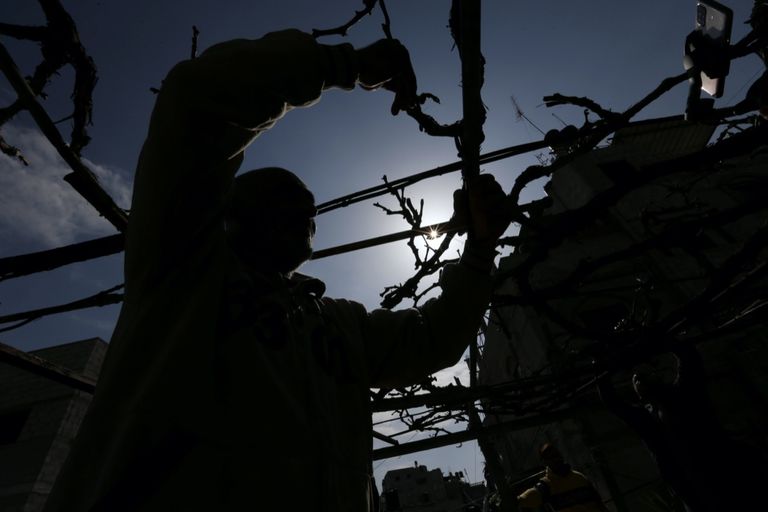 مزرعة على السطح في غزة