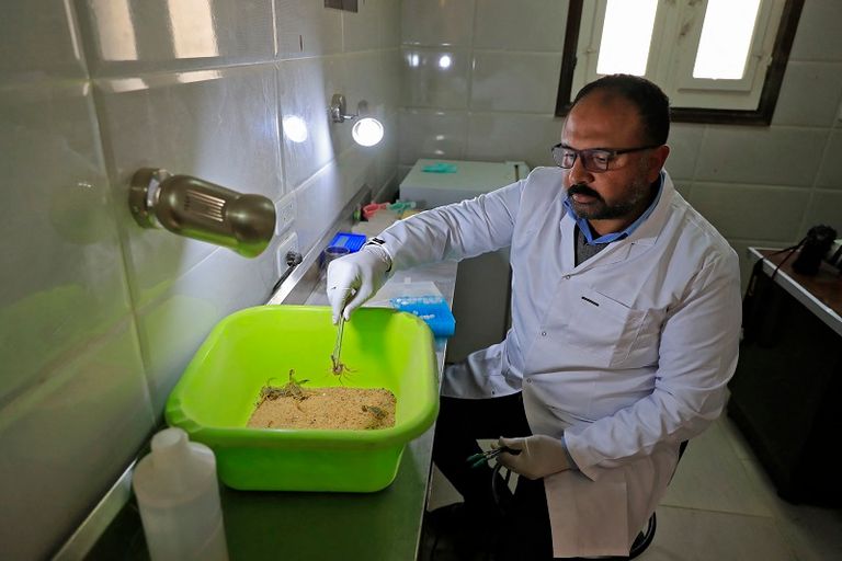 طبيبة تمسك بعقرب