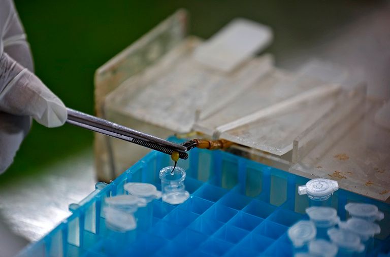 طبيبة تمسك بعقرب