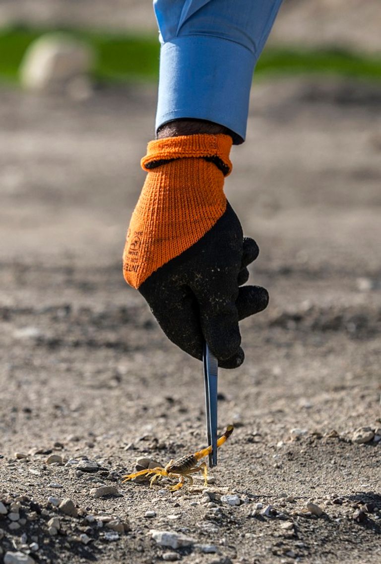 طبيبة تمسك بعقرب