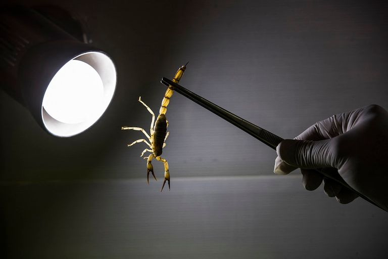 طبيبة تمسك بعقرب