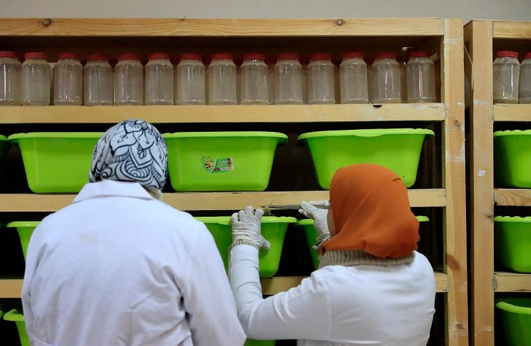 طبيبة تمسك بعقرب