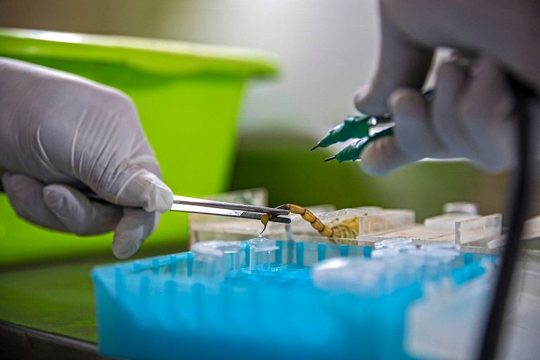 طبيبة تمسك بعقرب