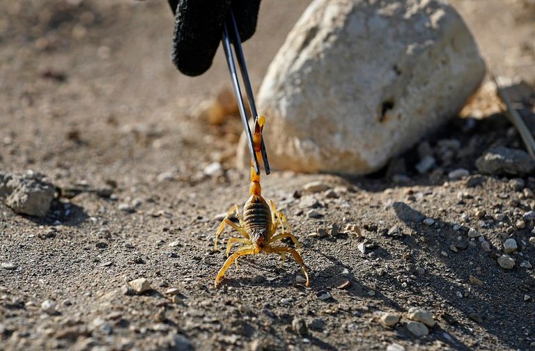 طبيبة تمسك بعقرب