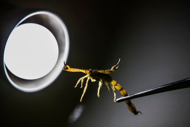 طبيبة تمسك بعقرب