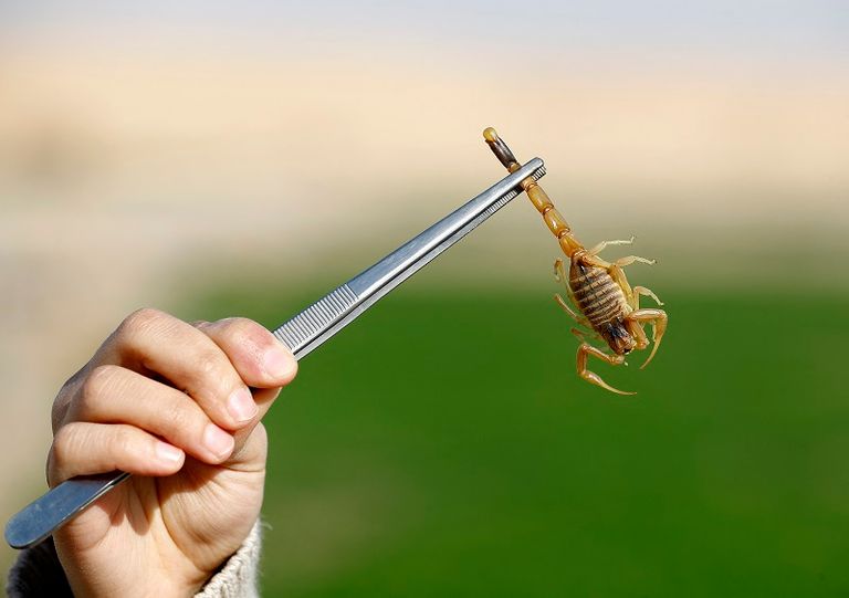 طبيبة تمسك بعقرب