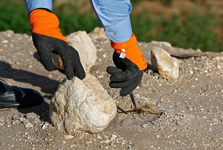 طبيبة تمسك بعقرب