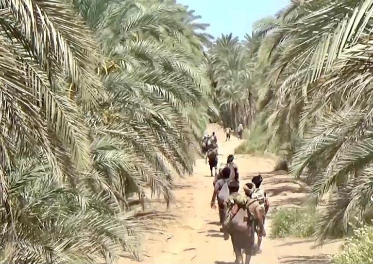 أشجار النخيل في السهل التهامي بالحديدة