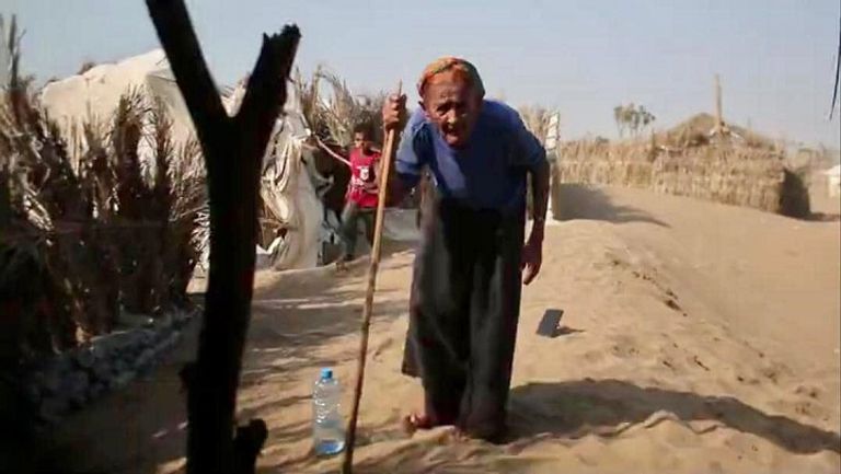 أشجار النخيل في السهل التهامي بالحديدة