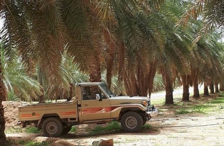 أشجار النخيل في السهل التهامي بالحديدة