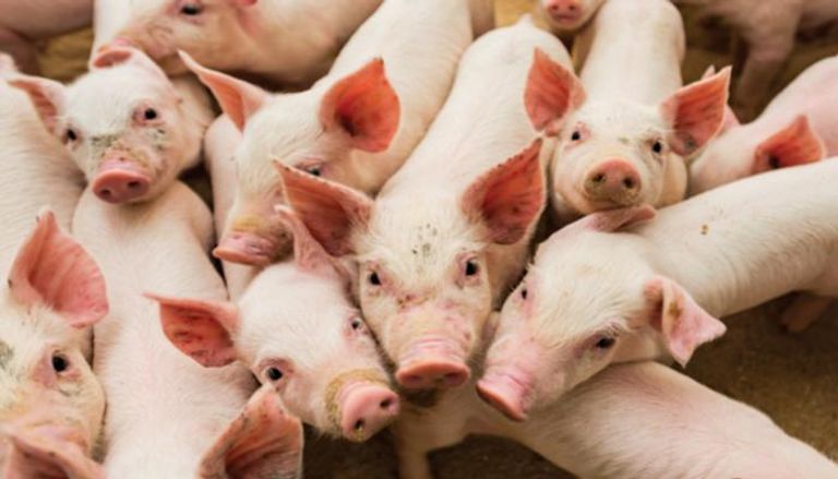 تفشي حمى الخنازير الأفريقية في الصين- أرشيفية