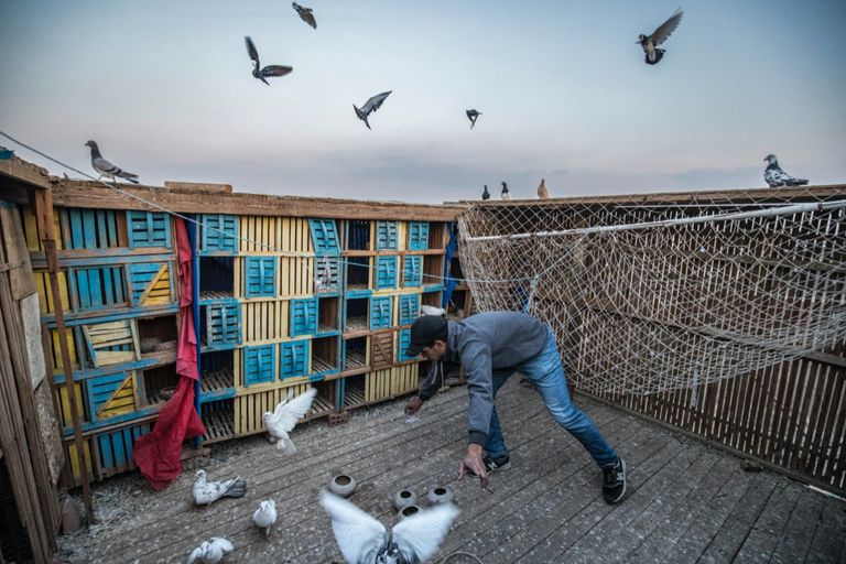 تربية الحمام في مصر